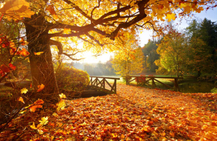 Fall Vacations in Europe: Where to Go with Your Family by Car with a Chauffeur