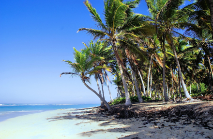 Car Rental with a Driver in Punta Cana: Freedom to the Rhythm of the Caribbean  (or Punta Cana – The Pearl of the Dominican Republic)